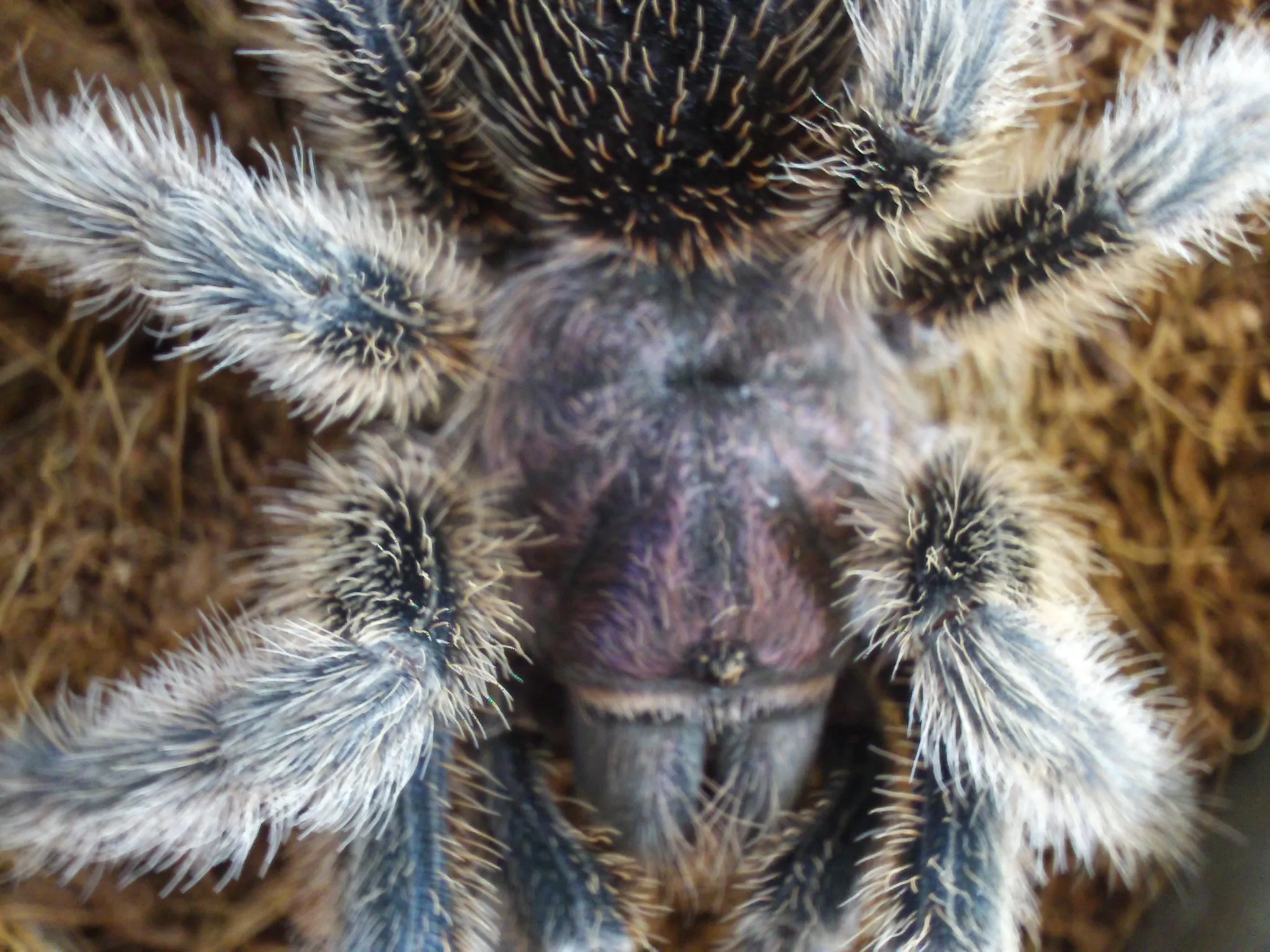 17832 formosa tarantula health