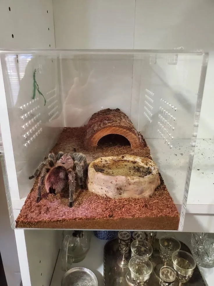 17833 tarantula close up