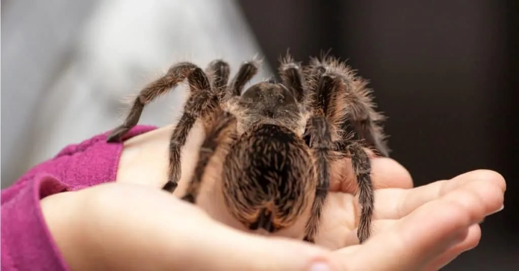 17833 tarantula enclosure