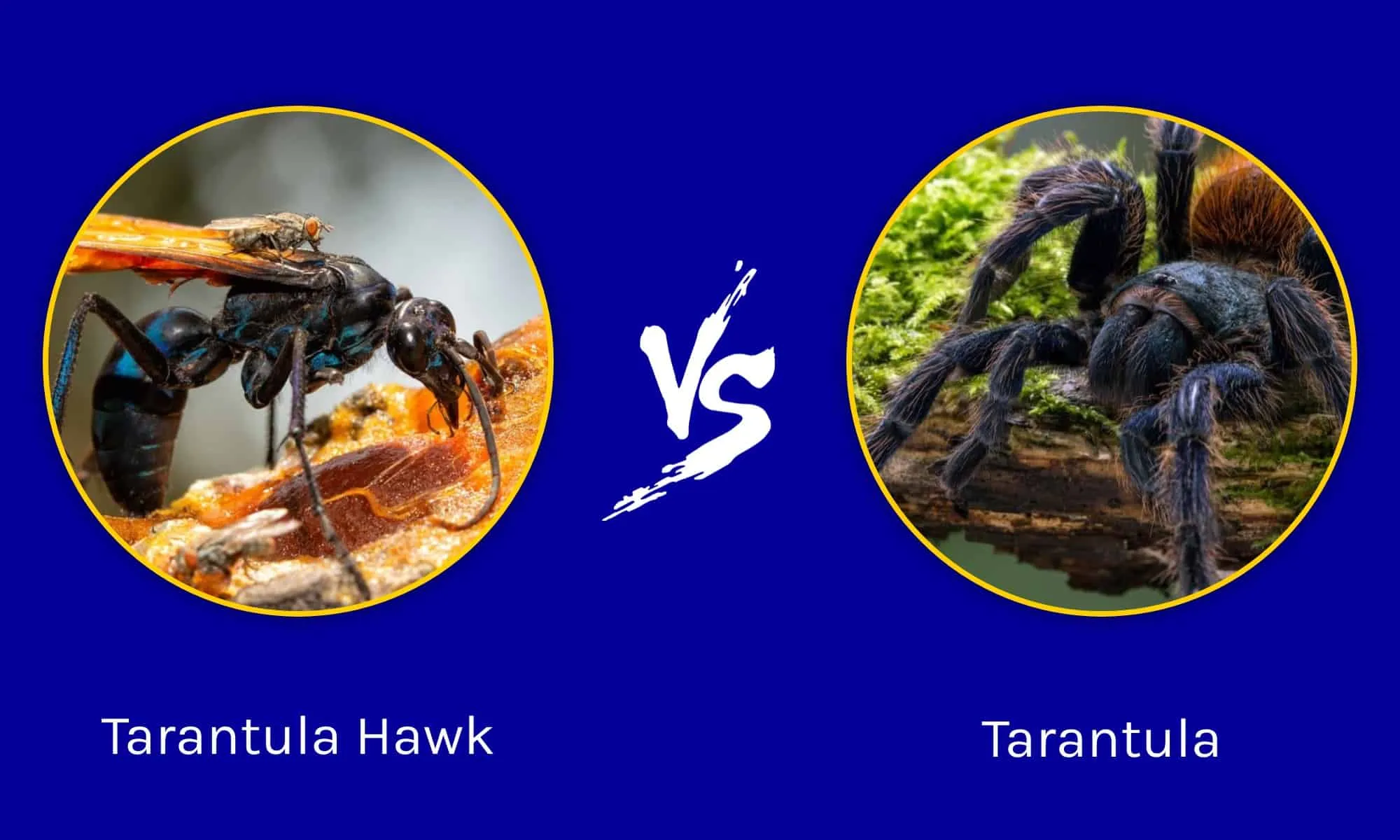 /img/17833-tarantula-feeding.webp