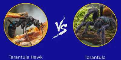 /img/17833-tarantula-feeding.webp