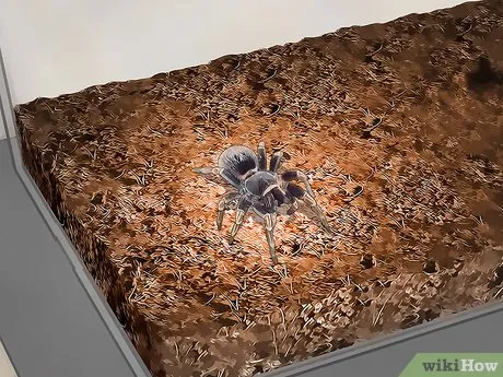 17834 returning to enclosure