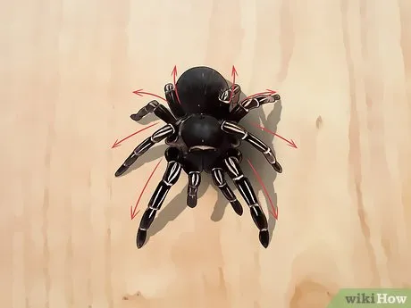 17834 supporting tarantula