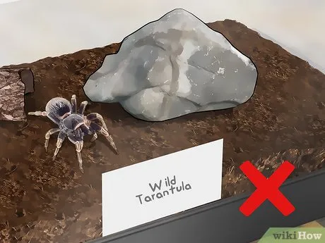 /img/17834-tarantula-bite.webp