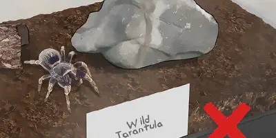 /img/17834-tarantula-bite.webp