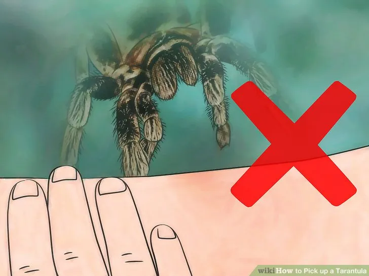 17834 tarantula handling tool