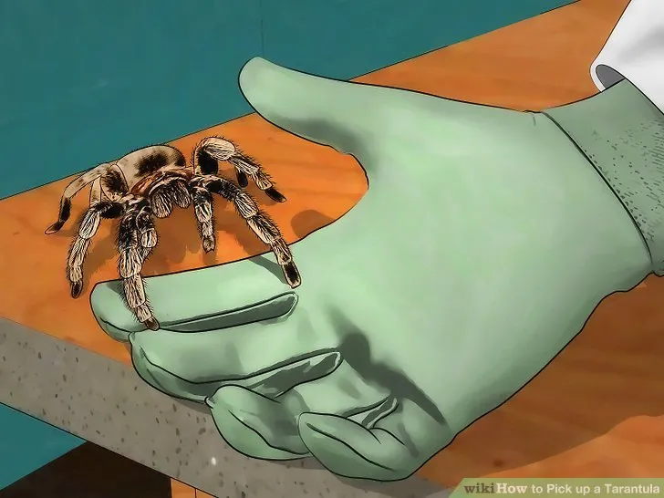 17834 tarantula handling