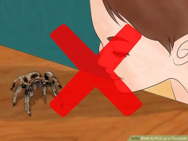 17834 tarantula mood