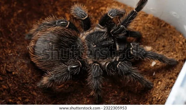 17835 pregnant tarantula feeding
