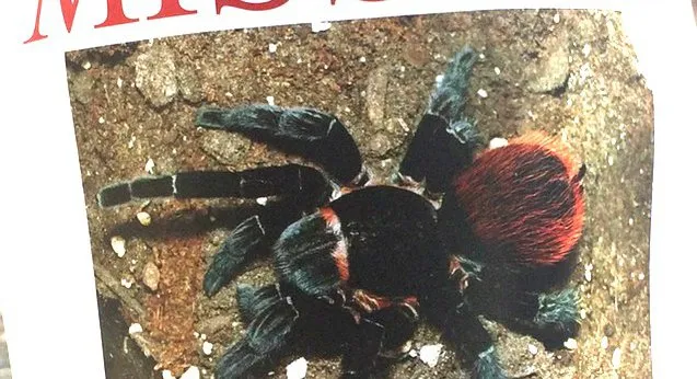 17835 tarantula eggs