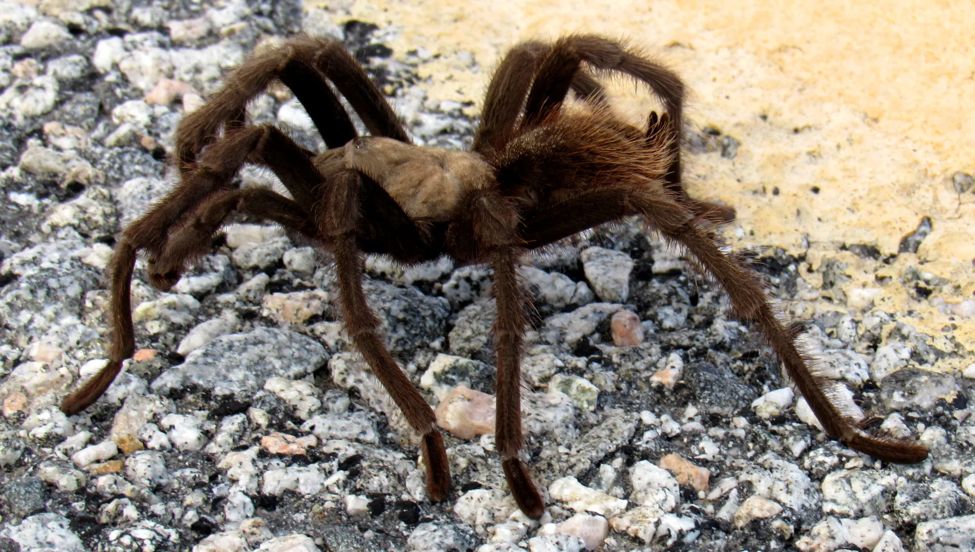/img/17835-tarantula-mating.webp