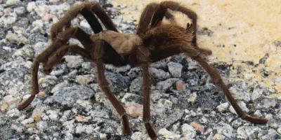 /img/17835-tarantula-mating.webp