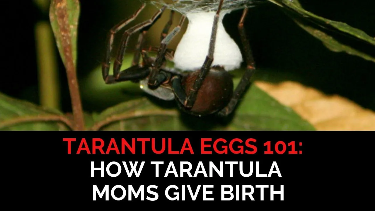 17835 tarantula spiderling