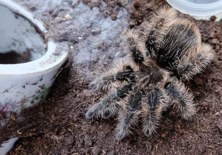 17836 curly hair tarantula closeup