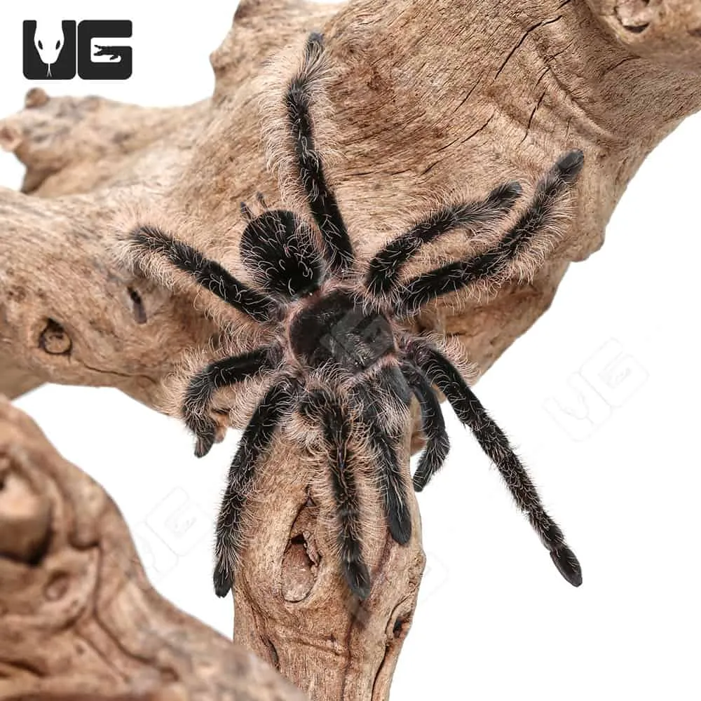 17836 ometepe island tarantula behavior