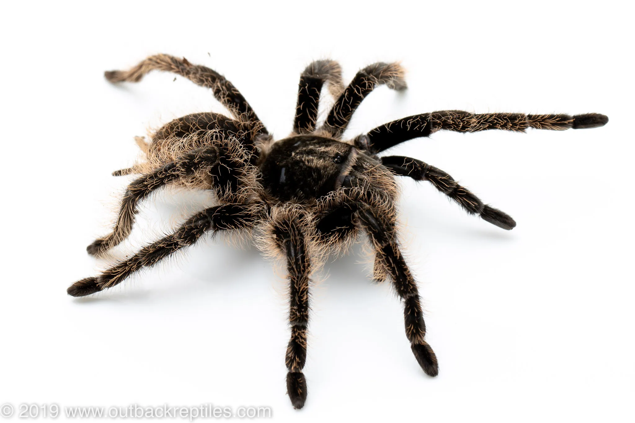 17836 ometepe island tarantula habitat