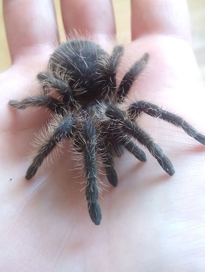 17836 tarantula in night