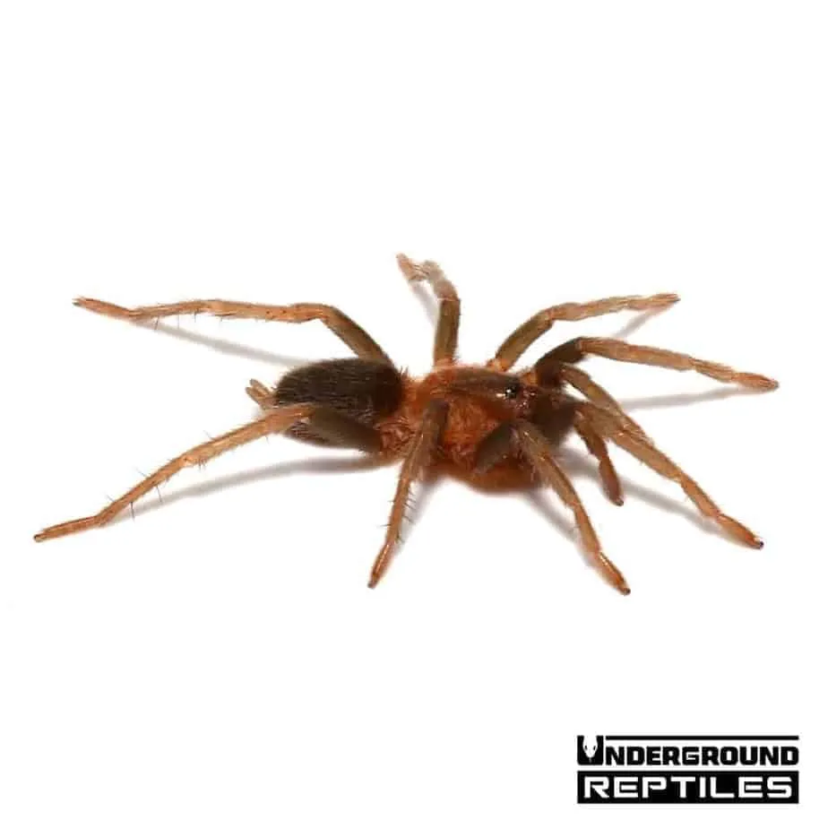 /img/17842-trinidad-pink-dwarf-tarantula-defensive.webp