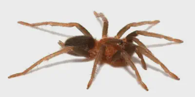 /img/17842-trinidad-pink-dwarf-tarantula-defensive.webp