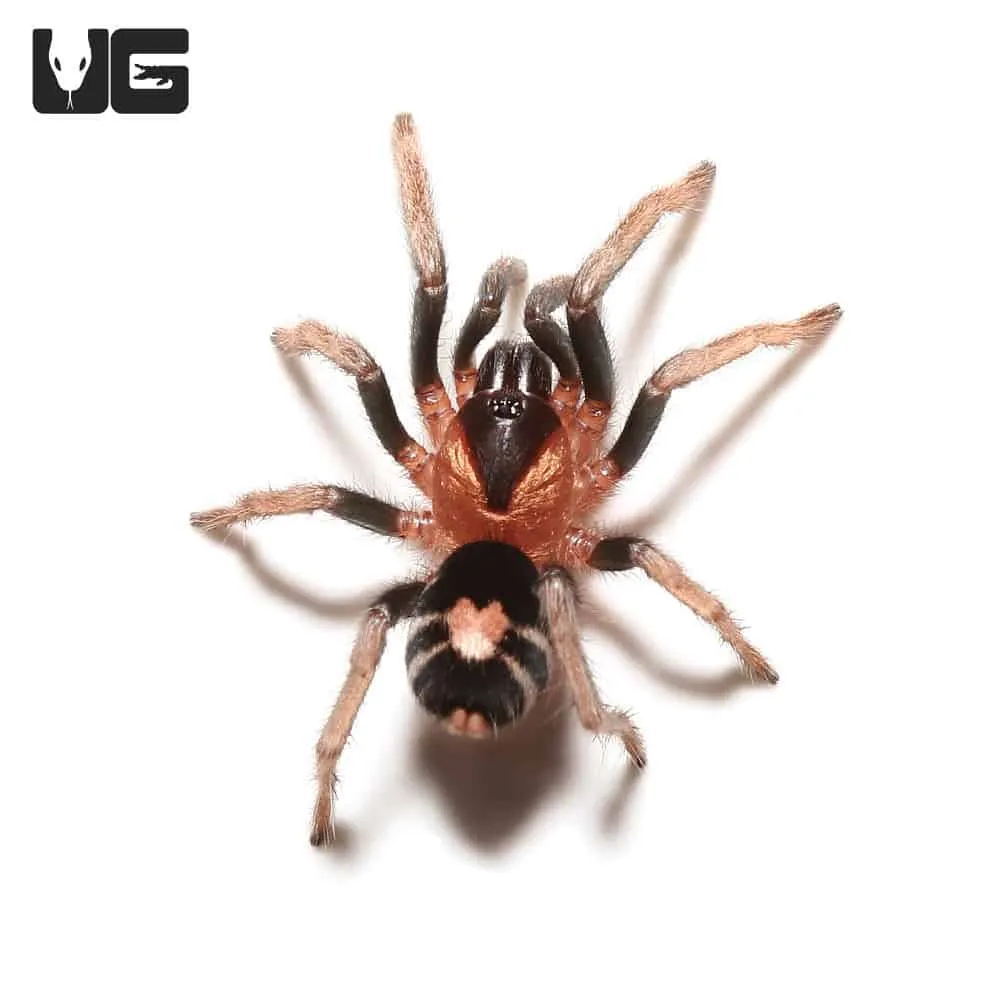 17842 trinidad pink dwarf tarantula feeding