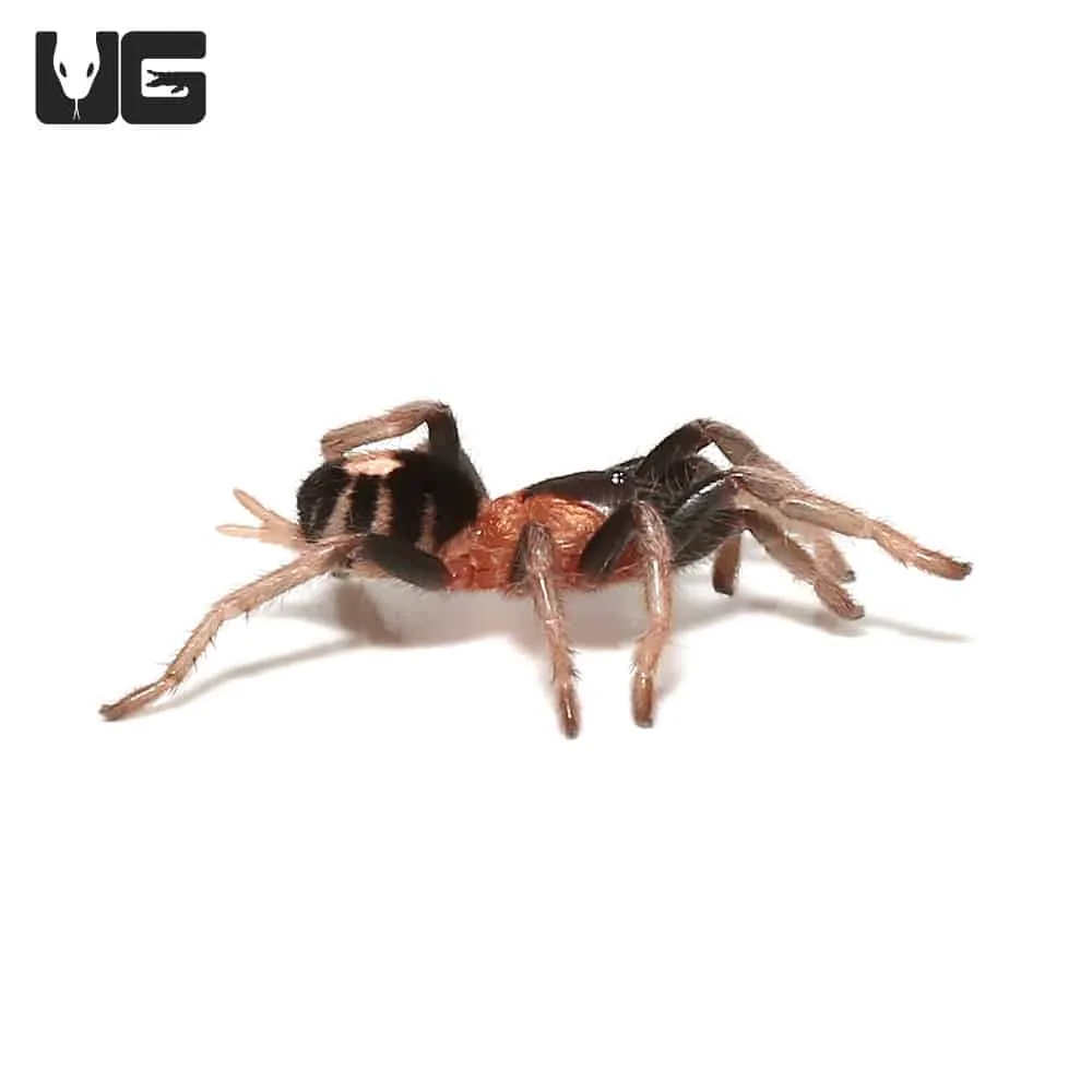 17842 trinidad pink dwarf tarantula molting