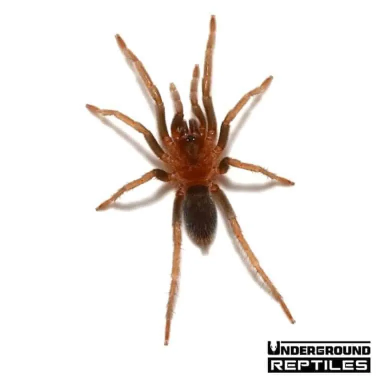 17842 trinidad pink dwarf tarantula origin